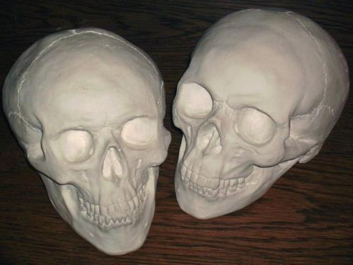 gipsen Schedels, medium-maat BESCHILDERBARE blanco Skulls, Hobby en Vrije tijd, Knutselen, Nieuw, Ophalen of Verzenden