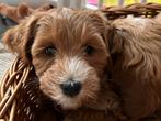 Medium Australian labradoodle ALF2 nest aankondiging, Dieren en Toebehoren, Parvo, Overige rassen, 8 tot 15 weken, Meerdere