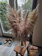 Pampas gras, Ophalen of Verzenden, Nieuw