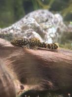 Ancistrussen, Dieren en Toebehoren, Vissen | Aquariumvissen, Vis, Zoetwatervis