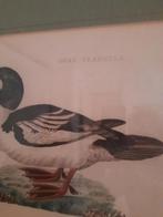 Mooi schilderij van een eend, Antiek en Kunst, Ophalen