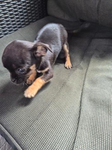 Super  mooie  raszuiver chihuahua pupjes  beschikbaar voor biedingen