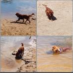 Cavalier King Charles spaniel dekreu ervaren, Rabiës (hondsdolheid), Reu, Eén hond, 3 tot 5 jaar