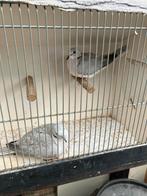 Lachduiven, Dieren en Toebehoren, Meerdere dieren, Overige soorten