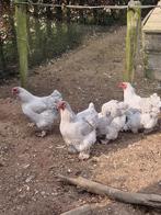 Broedeieren Brahma groot Parelgrijs, Dieren en Toebehoren, Geslacht onbekend, Kip