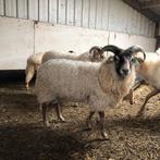 4 Drends Heideschaap rammen gereserveerd, Dieren en Toebehoren, Schapen, Geiten en Varkens, Mannelijk, Schaap