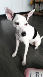 Opzoek naar een gouden mandje voor Cookie, Rabiës (hondsdolheid), 1 tot 2 jaar, Teef, Eén hond