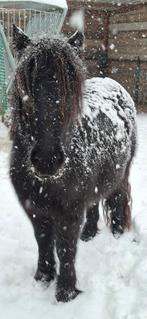 ️ 3 jarige GROTE MAAT stamboek shetlander merrie, 1.10 !!, Dieren en Toebehoren, Pony's, Merrie, Met stamboom, A pony (tot 1.17m)