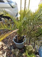 Phoenix canareinsis, Tuin en Terras, Planten | Bomen, Herfst, 100 tot 250 cm, Palmboom, Ophalen