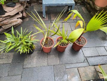 palm set  beschikbaar voor biedingen