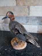 Wintertaling mooi opgezet geringde vogel taxidermie, Ophalen of Verzenden, Zo goed als nieuw, Vogel, Opgezet dier