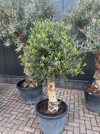 Olijfbomen Exclusief assortiment zie al onze advertenties, Tuin en Terras, Planten | Bomen, 100 tot 250 cm, Olijfboom, Zomer, Ophalen