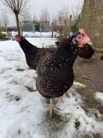 Sussex roodporselein groot, Dieren en Toebehoren, Pluimvee, Vrouwelijk, Kip