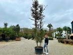 Meerstammige steeneik - Quercus ilex 450/500 cm te koop!!!, Tuin en Terras, Planten | Bomen, In pot, Zomer, Overige soorten, Volle zon