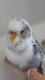 Jonge parkieten pop heel mooi., Dieren en Toebehoren, Vogels | Parkieten en Papegaaien, Vrouwelijk, Parkiet, Geringd