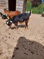 Dwerggeit lam cae en cl vrij, Dieren en Toebehoren, Schapen, Geiten en Varkens, Vrouwelijk, Geit