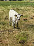 Texas longhorn koe kalf te koop, Dieren en Toebehoren, Vrouwelijk, 0 tot 2 jaar