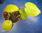 Philodendron scandens lemon lime, Ophalen of Verzenden, Halfschaduw, Minder dan 100 cm