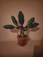 LEGO Harry Potter Mandragora (76433), Ophalen of Verzenden