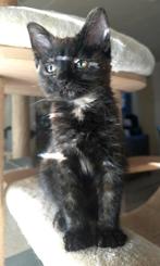 Leuke sociale kittens te koop, Dieren en Toebehoren, Katten en Kittens | Overige Katten, Meerdere dieren
