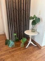 Gewortelde stekken stekjes van de Monstera plant, Huis en Inrichting, Kamerplanten, Ophalen, Overige soorten, Minder dan 100 cm