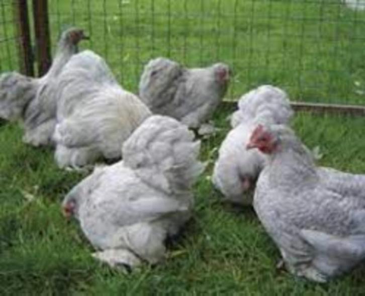 KNUFFELKIPPEN., Dieren en Toebehoren, Pluimvee, Kip, Vrouwelijk