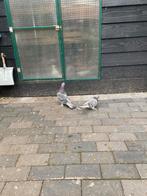 Takla duiven, Meerdere dieren, Overige soorten