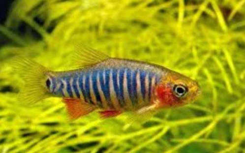 Microrasbora erythromicron - Koidream Valburg, Dieren en Toebehoren, Vissen | Aquariumvissen, Zoetwatervis, Vis