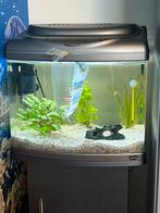 Superfish aquarium 40 l zonder lamp, Dieren en Toebehoren, Vissen | Aquaria en Toebehoren, Verzenden, Leeg aquarium