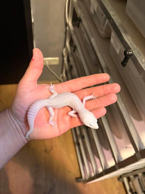 1.0 diablo blanco luipaardgekko, Dieren en Toebehoren, Reptielen en Amfibieën, Hagedis, 0 tot 2 jaar
