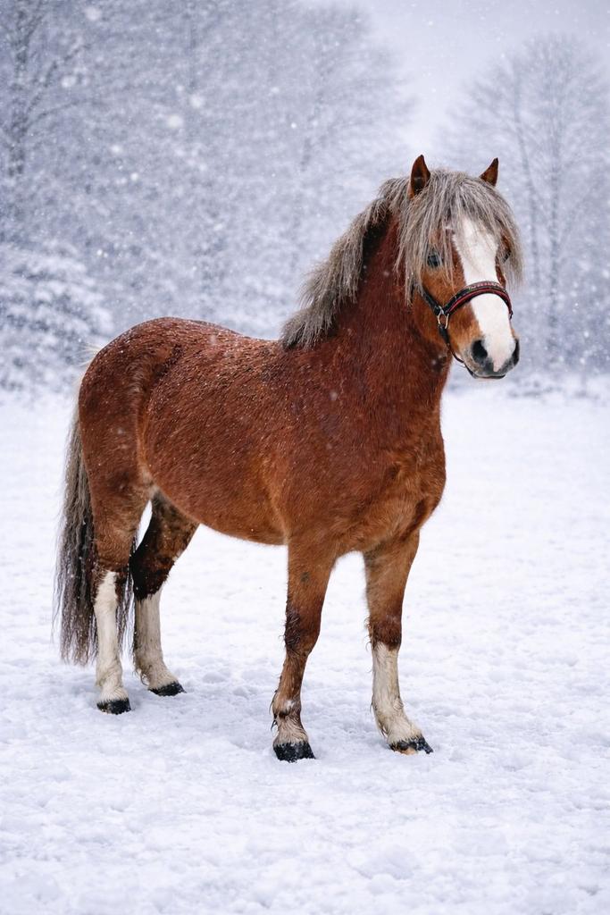 Super knappe welsh ruin, Dieren en Toebehoren, Pony's, Ruin, Onbeleerd, B pony (1.17m tot 1.27m), 3 tot 6 jaar, Met stamboom, Gechipt