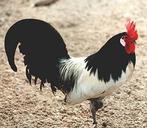 TE KOOP LAKENVELDER HAAN GROOT SOORT, Dieren en Toebehoren, Mannelijk, Kip