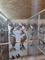 Australische kuif duiven, Dieren en Toebehoren, Vogels | Duiven, Meerdere dieren, Overige soorten