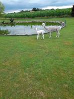 Alpaca merrie met hengst veulen te koop, Dieren en Toebehoren, Juni, Vrouwelijk
