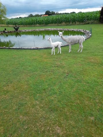 Alpaca merrie met hengst veulen te koop beschikbaar voor biedingen