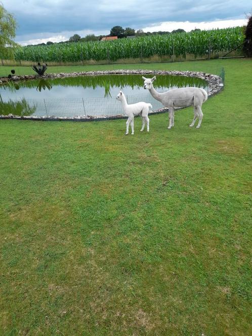 Alpaca merrie met hengst veulen te koop, Dieren en Toebehoren, Overige Dieren, Vrouwelijk, Juni