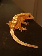 Red Harlequin Wimpergekko(vrouw)+ Terrarium, Dieren en Toebehoren, Reptielen en Amfibieën, Hagedis, Met terrarium, 0 tot 2 jaar