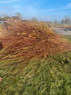 Gratis Verse Wilgentakken, Ophalen, Volle zon, Overige soorten, Minder dan 100 cm