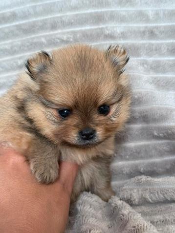 Prachtige pomeranian pups met stamboom beschikbaar voor biedingen
