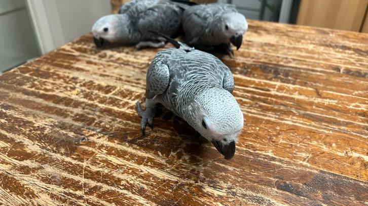 Süper tamme grijze Roodstaarten babys, Dieren en Toebehoren, Vogels | Parkieten en Papegaaien, Parkiet, Meerdere dieren, Pratend