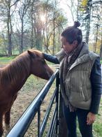 Gezocht: rijpaard / grote pony om te rijden, Ophalen, Zo goed als nieuw