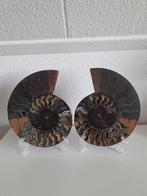 Ammoniet set groot 18cm, Ophalen of Verzenden, Zo goed als nieuw
