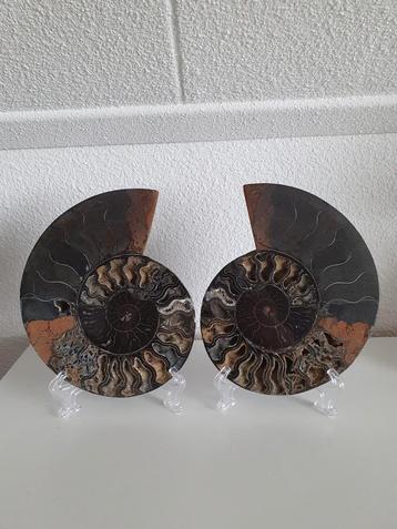 Ammoniet set groot 18cm beschikbaar voor biedingen