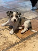Hele mooie Merle Jack Russel Pups te koop, Dieren en Toebehoren, Honden | Jack Russells en Terriërs, Jack Russell Terriër, 8 tot 15 weken