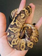 Koningspython, ballpython, python regius, Dieren en Toebehoren, Slang