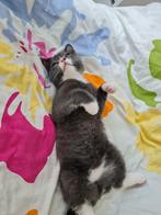 Op zoek naar liefdevol huis, Dieren en Toebehoren, Katten en Kittens | Overige Katten, Kater