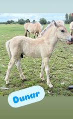 Fjorden hengstveulens vader Havik, Dieren en Toebehoren, Niet van toepassing, 0 tot 2 jaar, Hengst, D pony (1.37m tot 1.48m)