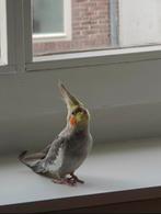 Valkparkiet mannetje Marty + Toebehoren, Dieren en Toebehoren, Vogels | Overige Vogels, Mannelijk