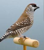 Kweek koppel ceresamadines, zitten koud wel beschut, Dieren en Toebehoren, Vogels | Overige Vogels, Meerdere dieren