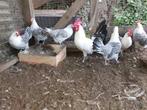 zilverpel kippen, Dieren en Toebehoren, Pluimvee, Vrouwelijk, Kip